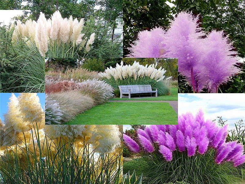 Pampas grass, Pampas, collage, white, purple, HD wallpaper | Peakpx