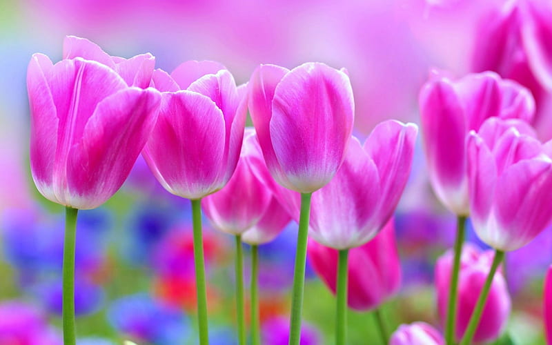 pink tulips, flowers, blur, buds, HD wallpaper
