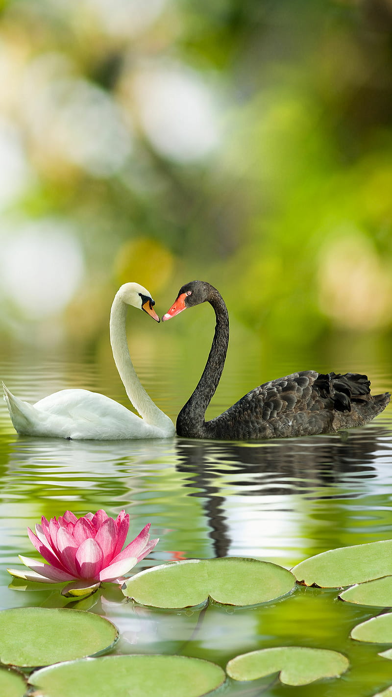 Black and white, bird, heart, kiss, lake, leaves, lotus, love, nature, HD phone wallpaper