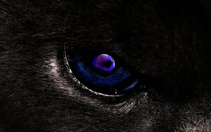 Cat eye, furry, stare, bear, watching, feline, blue eye, purple eye ...