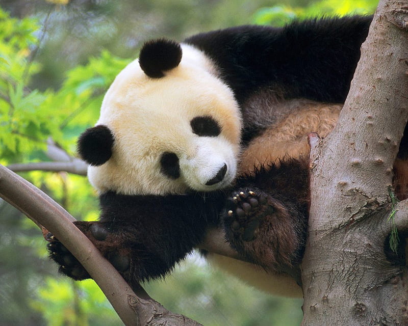 Giant Panda on a Tree, bambus tree, nice, giant panda, sittinng, HD ...