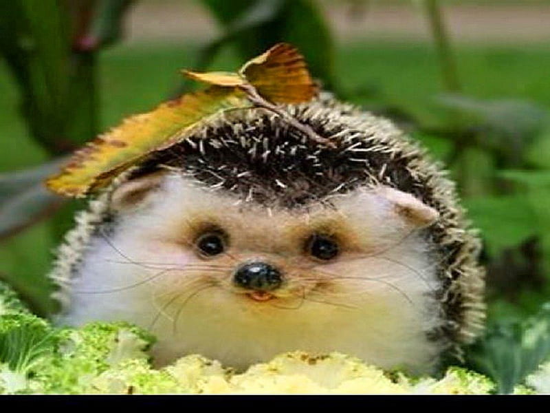 Harry the hedgehog, cute, young, hedgehog, animal, HD wallpaper