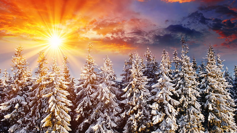 Sunrise, snow, sunset, trees, sky, winter, HD wallpaper | Peakpx