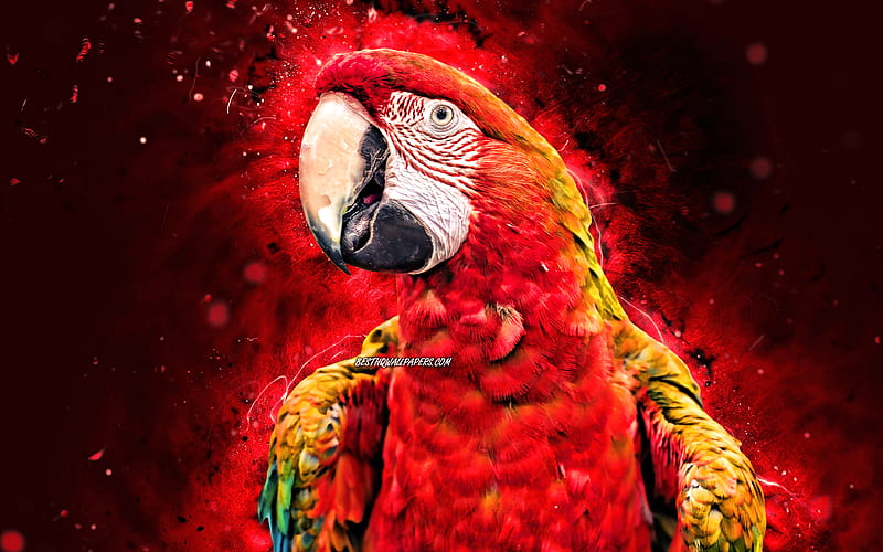 Scarlet macaw red neon lights, red parrot, Ara macao, creative, parrots, Ara, HD wallpaper