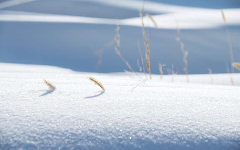 2018 Cold Winter Snowy Hay Closeup, HD wallpaper