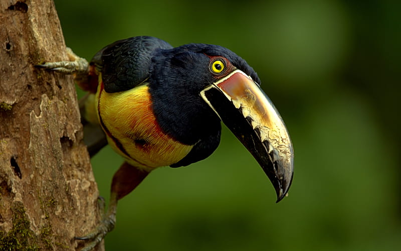 Aracari bokeh, wildlife, exotic birds, colorful birds, Pteroglossus, HD wallpaper