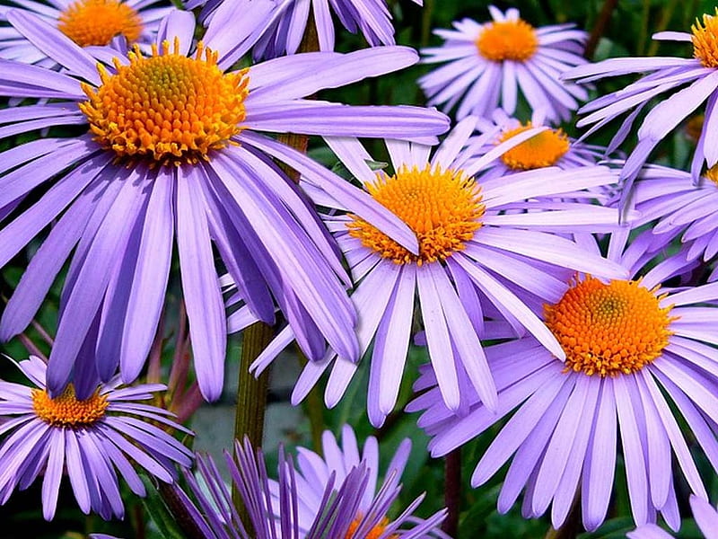 Floral WP 5, Purple, Pretty Petals, Flowers, Orange, HD wallpaper