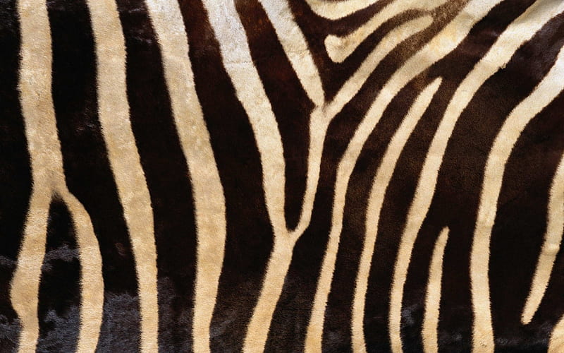 Zebra skin, pattern, stripes, black, abstract, texture, skin, white, zebra, fur, HD wallpaper