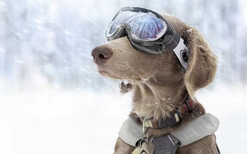 snow patrol, glasses, dog, collar, HD wallpaper