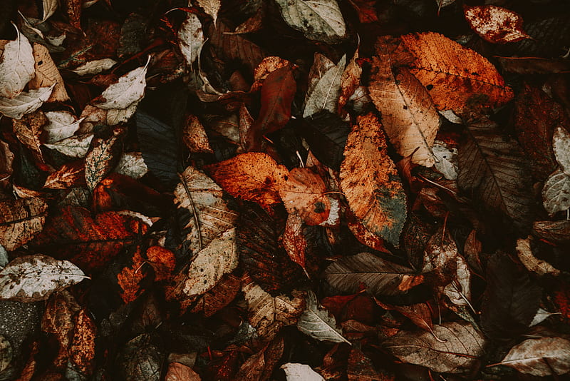 foliage, autumn, leaves, dry, fallen, HD wallpaper