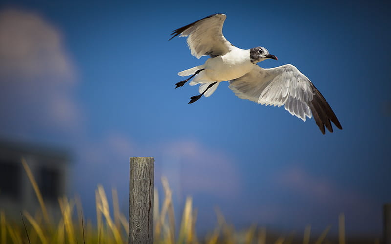 Taking Off, bonito, seagull, clouds, skies, off, taking, marsh, animals, blue, HD wallpaper