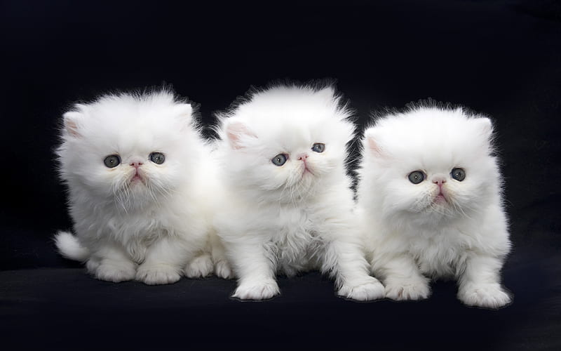 Exotic Long Hair Cats, white cats, pets, Persian Kittens, Exotic Longhair, domestic cats, HD wallpaper
