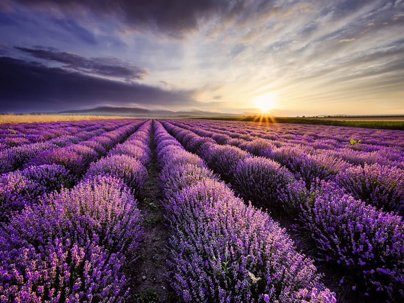 Sunrise over lavender Field, Flowers, Sunrise, Sky, Clouds, HD ...