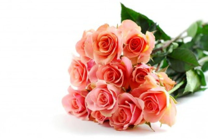 Gift of Roses, bunch of flowers, roses, pink, HD wallpaper
