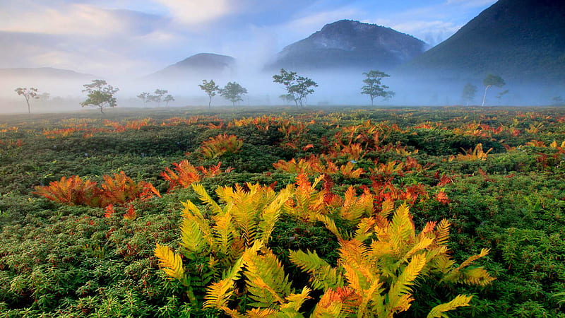 Hokkaido Japan Mountain And Fern Trees With Fog Nature, HD wallpaper