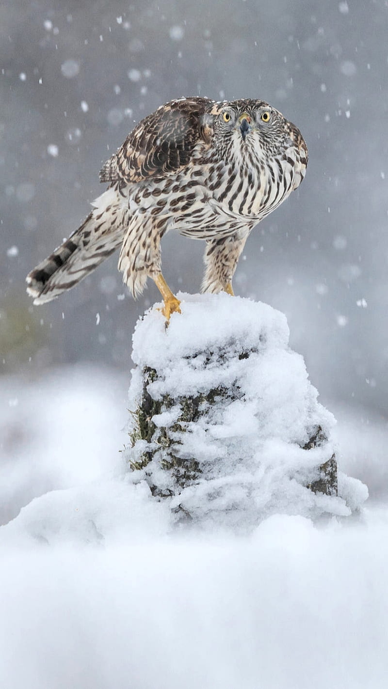 Goshawk, bird, cold, eyes, hawk, owl, owls, snow, winter, HD phone wallpaper