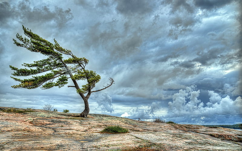 Tree Blown By Strong Winds, HD wallpaper
