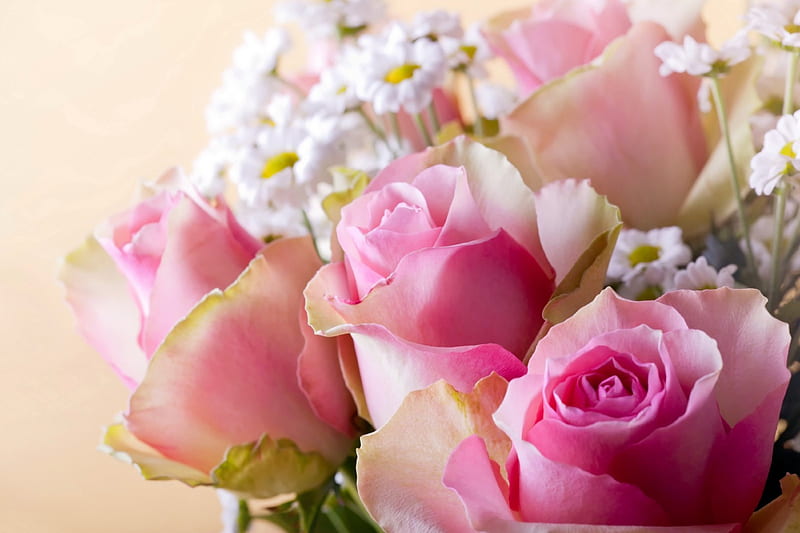 Soft Bouquet, daisies, bouquet, color, pastel, bonito, soft, roses ...