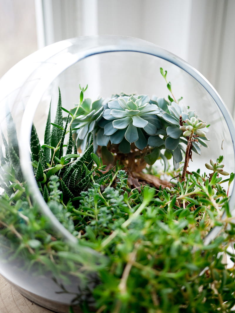 succulent plants in clear glass terrarium, HD phone wallpaper