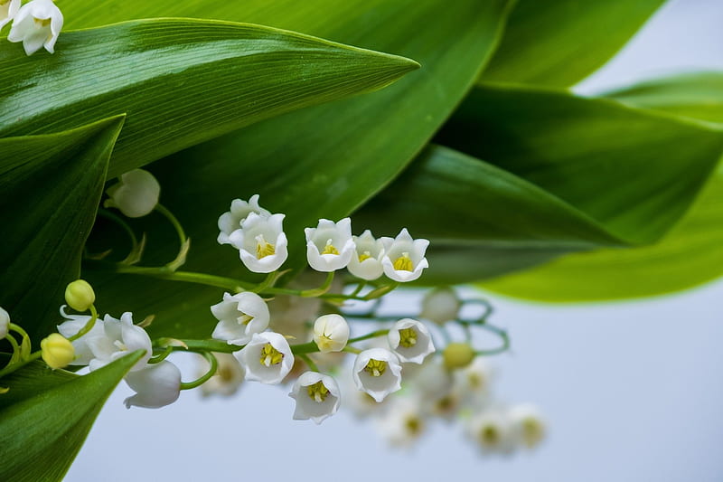 Lily of the valley, Lily, Leaves, Flowers, Blossom, HD wallpaper