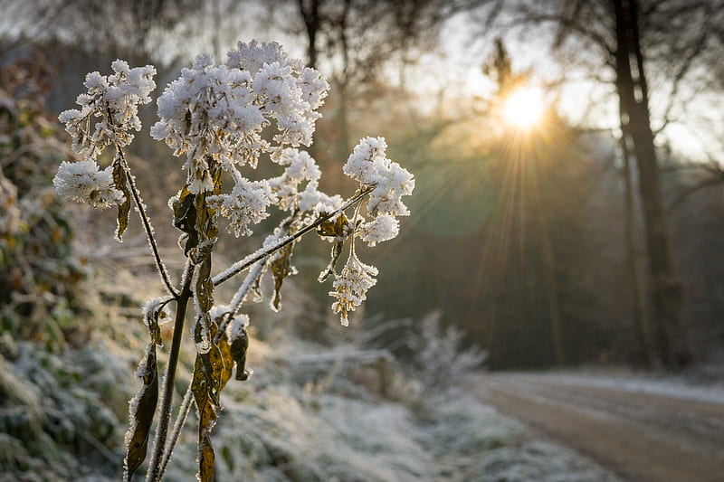 Frost, road, trees, winter, cold, hoarfrost, frosty, rays, scrub, nature, branches, HD wallpaper