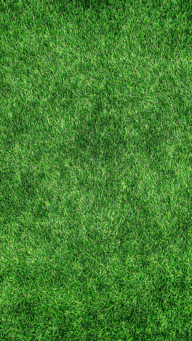 Grass, green, macro, texture, lawn, background, HD phone wallpaper