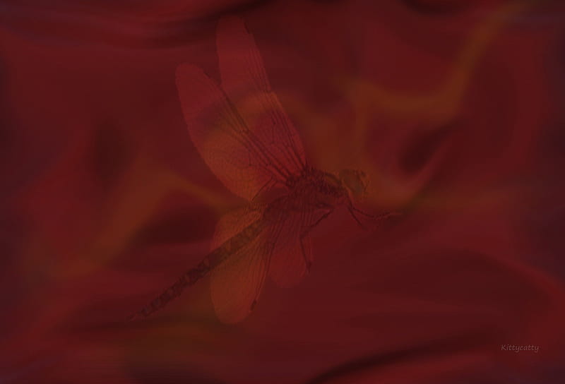 Dark Dragonfly , dark red, dark, texture, dragonfly, soft, smooth, abstract, HD wallpaper