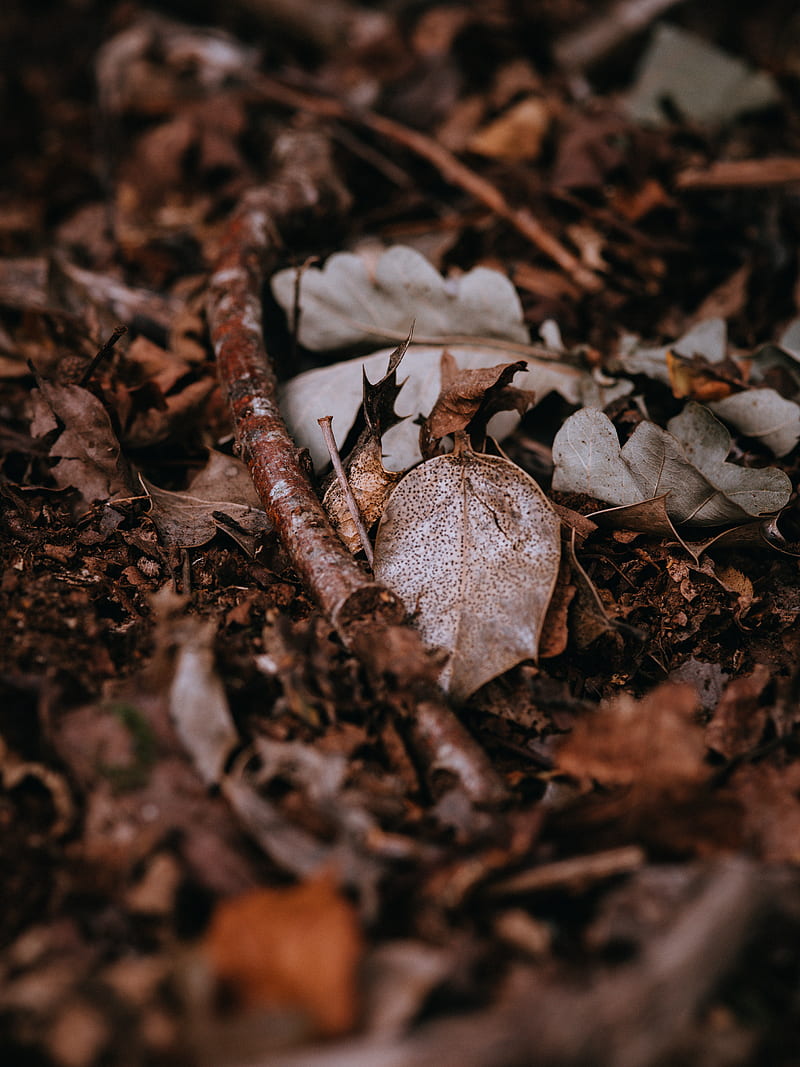 withered leaves, HD phone wallpaper