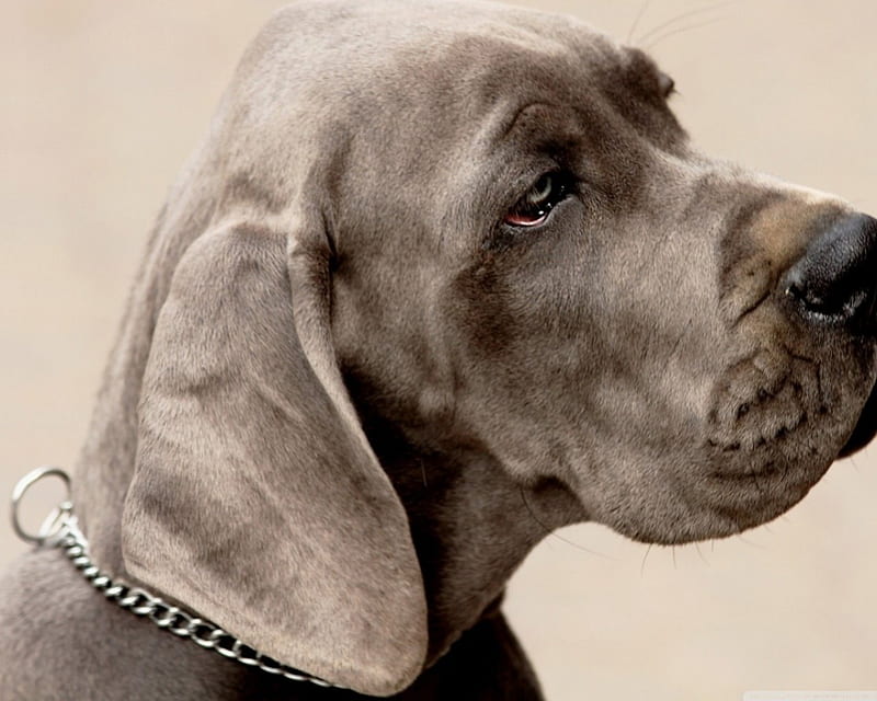 Weimaraner, breed, loyal, dog, HD wallpaper