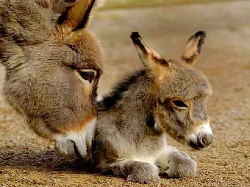 Donkeys, love, foal, mother, baby, HD wallpaper | Peakpx
