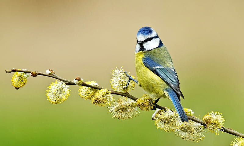 Blue Tit, yellow, spring, branch, tit, blue, green, bird, willow, pitigoi, HD wallpaper