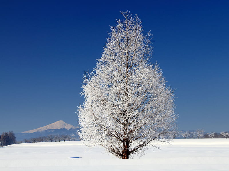 Winter Purity, mountain, tree, snow, pure, white, trees, branches, isolation, HD wallpaper