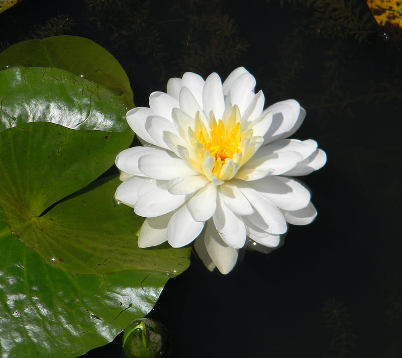 Water Lily, flower, green, peaceful, waterlily, white, HD wallpaper