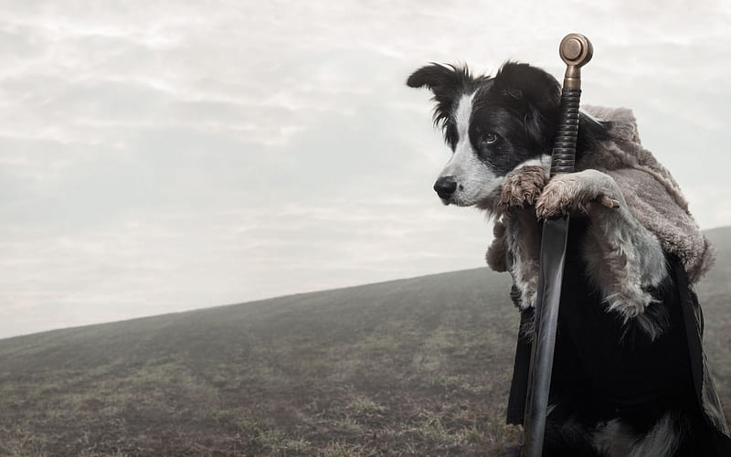 The knight, border collie, by sanda, black, white, sword, dog, animal, winter, HD wallpaper
