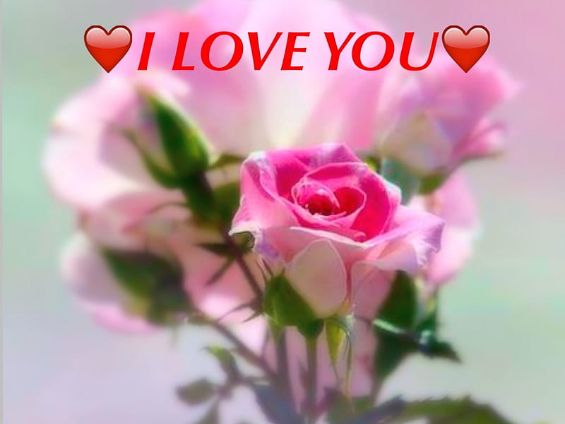 ️ I love you ️, pretty, Words, beauty, soft, roses, pink, HD wallpaper ...