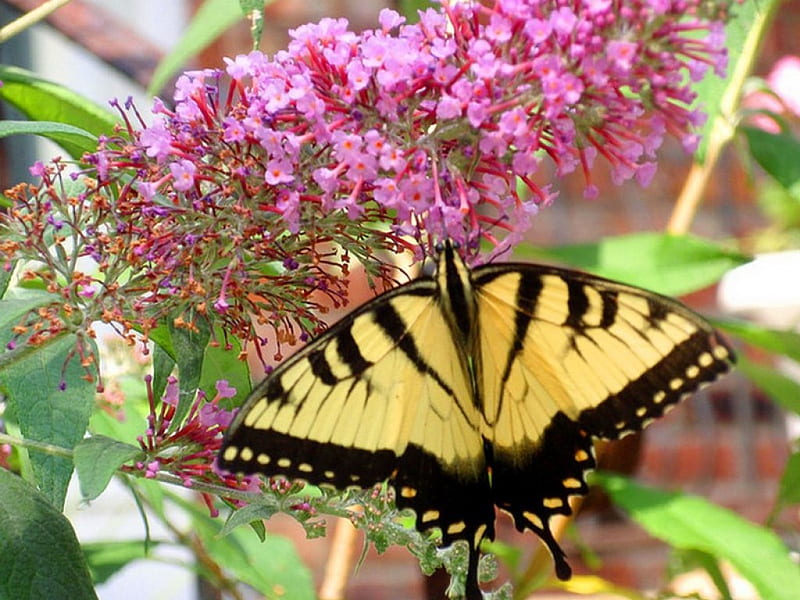 Visit of the Swallowtail, yellow, Swallowtail, black, butterfly, HD wallpaper
