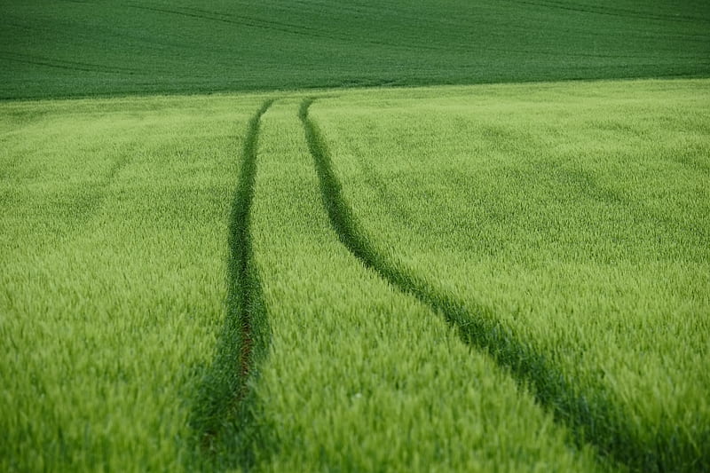 field, tracks, wheat, green, HD wallpaper