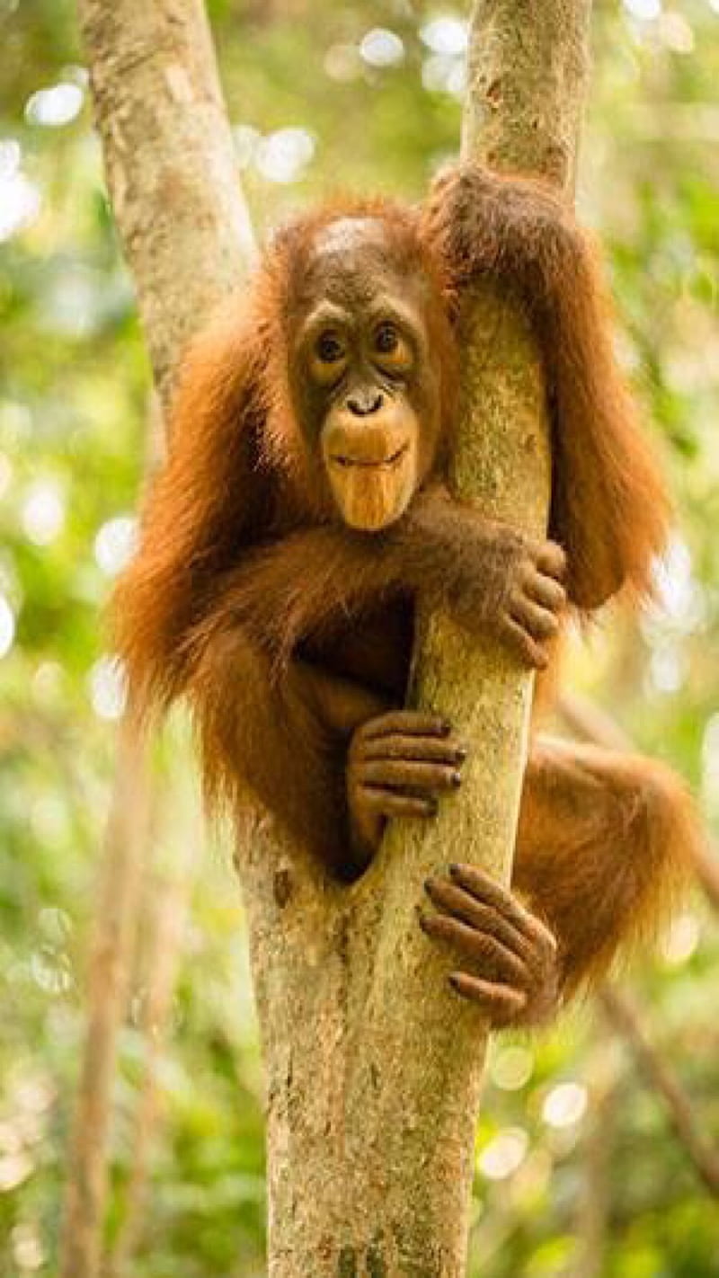 Orangutan, borneo, monkey, HD phone wallpaper