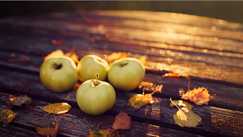 Apples Harvest Autumn, HD wallpaper