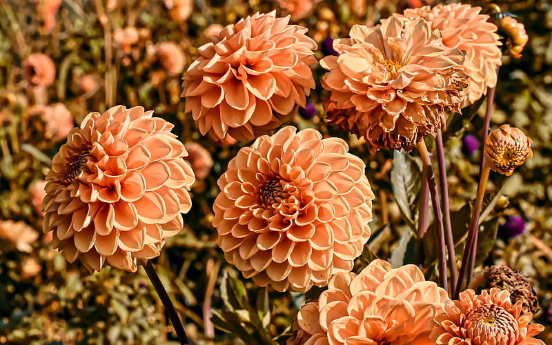 orange dahlias beautiful flowers, Dahlia, orange buds, orange flowers, dahlias, HD wallpaper