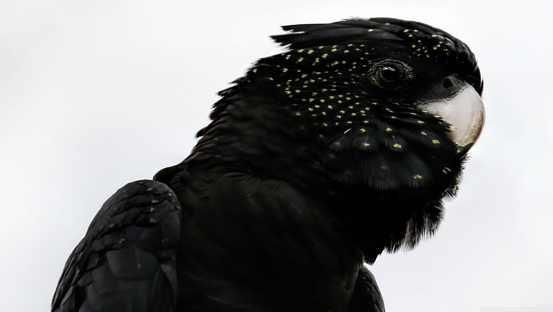 black parrot, black, parrot, head, bird, HD wallpaper