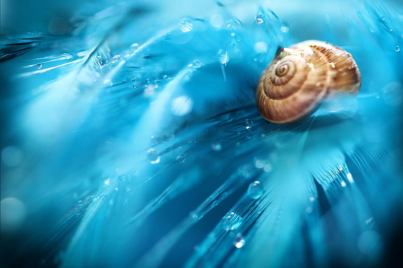 Snail on feathers, snail, feather, water drops, texture, blue, HD wallpaper