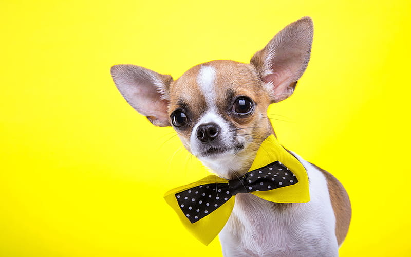 Chihuahua, funny dog, pets, dogs, cute animals, Chihuahua Dog, HD wallpaper