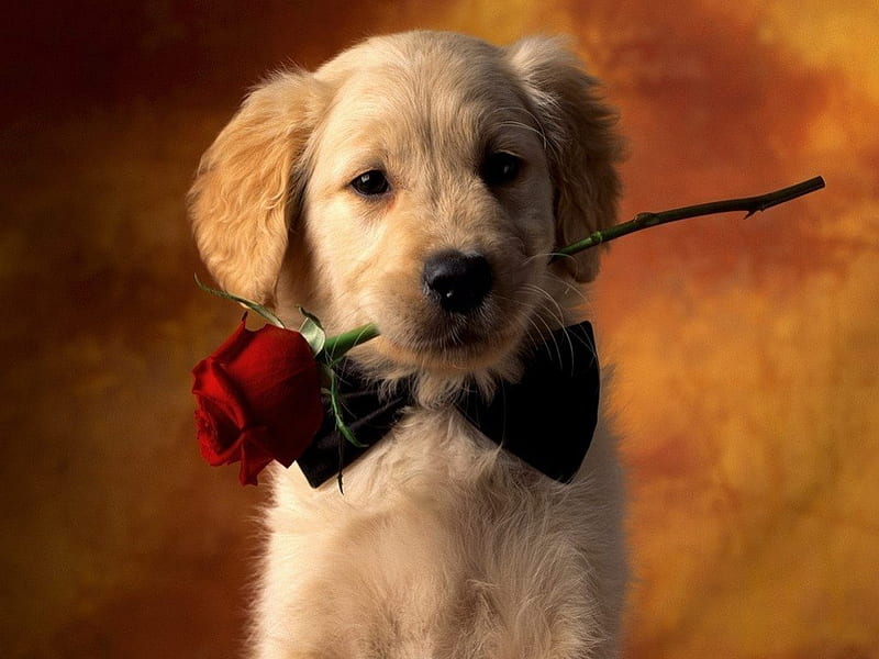 HANSOME PUP, CUTE, ANIMALS, PUPPY, PETS, NATURE, PUPPIES, ROSES, LOVELY, ADORABLE, DOGS, HD wallpaper