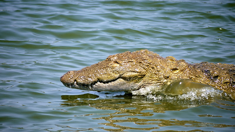 Crocodile Strike, Hunter, Sri Lanka, Fishing, Yala, HD wallpaper