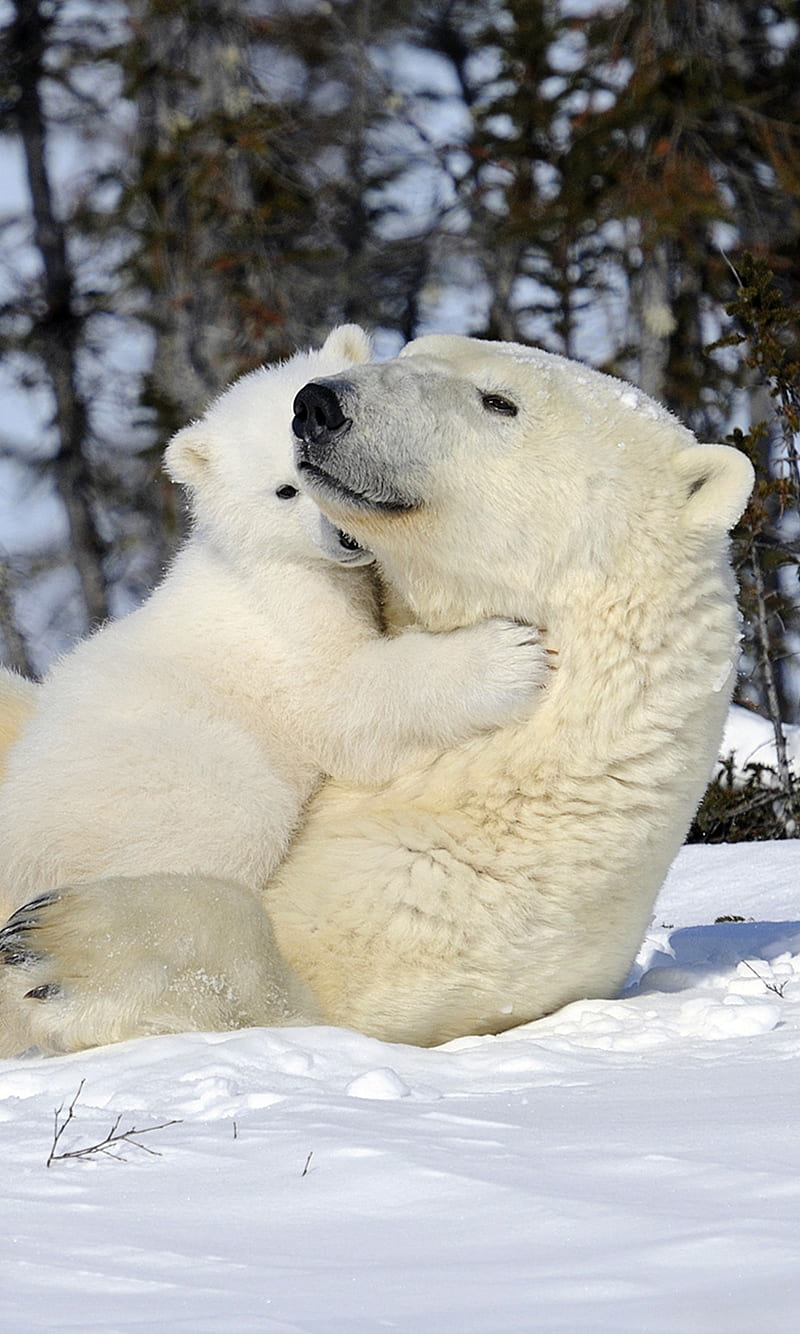 Polar Bear, cute, mon, son, HD phone wallpaper