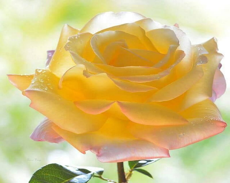 Роза в лучах солнца фото