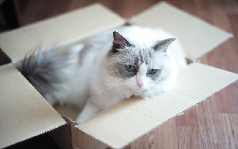 white gray cat, cardboard box, cute animals, pets, fluffy cat, HD wallpaper