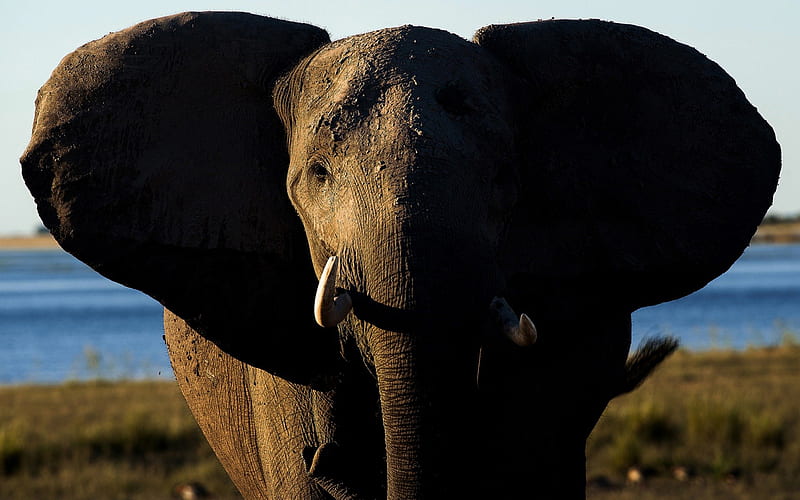 Elephant, trunk, animal, africa, HD wallpaper