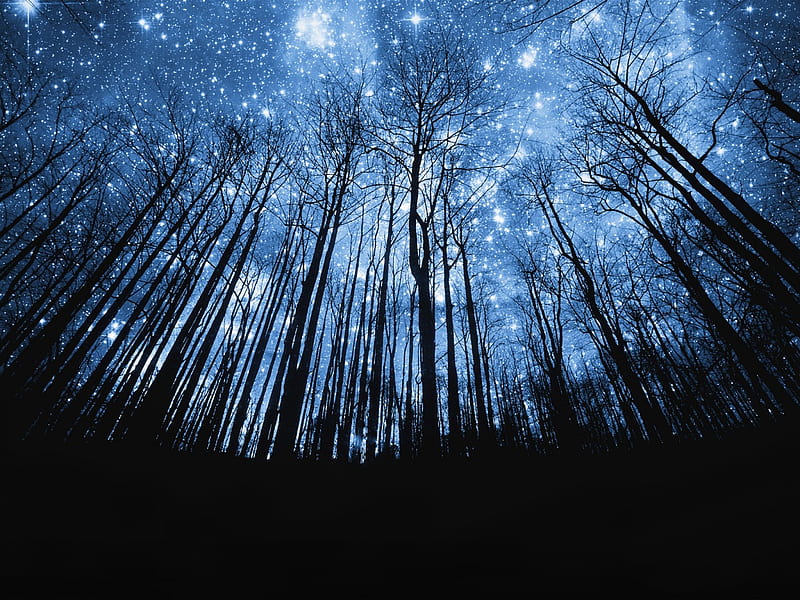 Starry Night, forest, sky, night, star, HD wallpaper